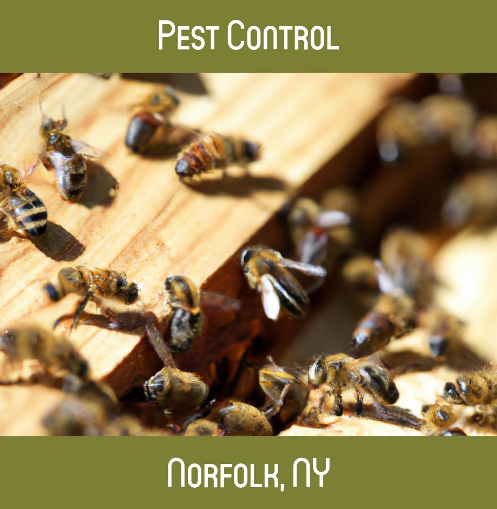 pest control in Norfolk New York