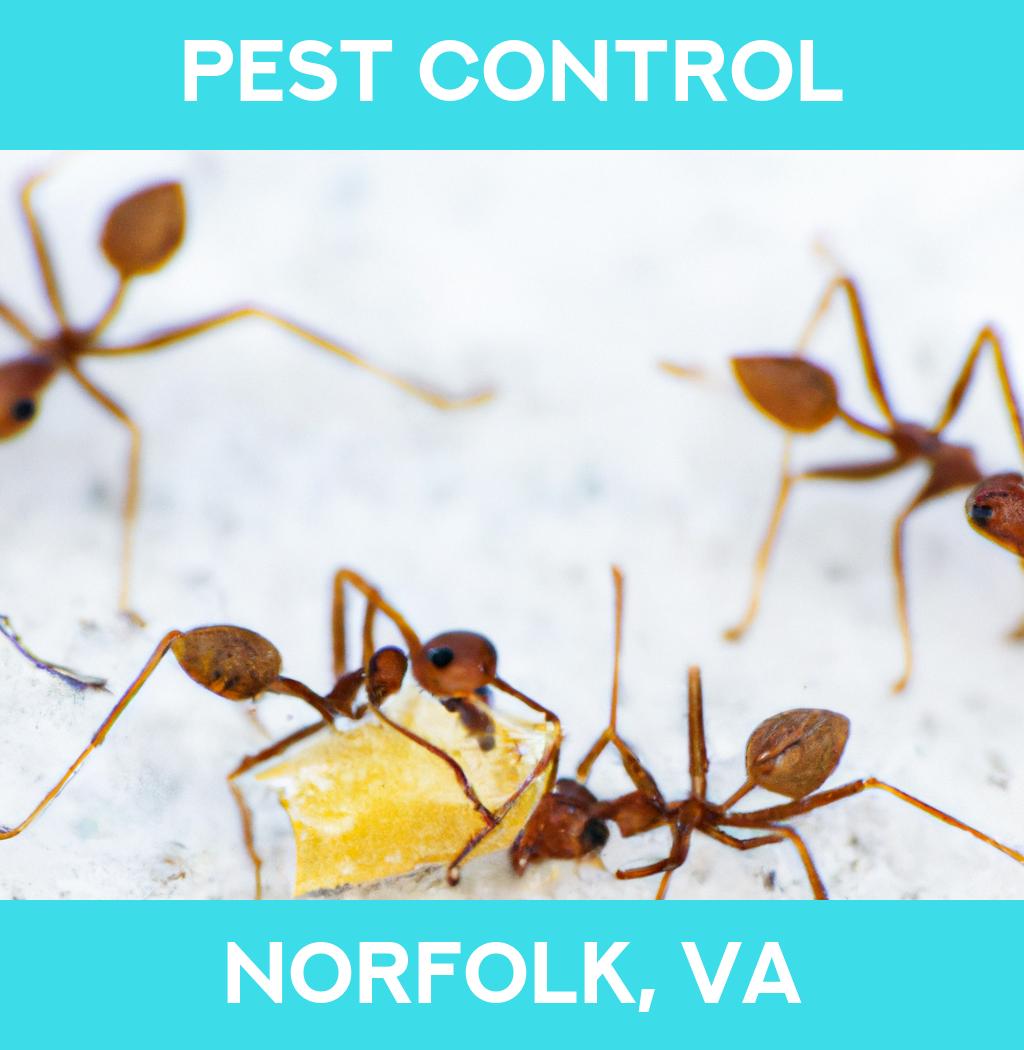 pest control in Norfolk Virginia