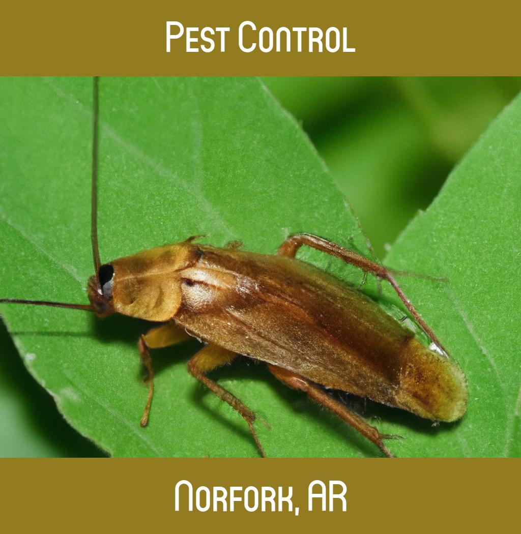 pest control in Norfork Arkansas