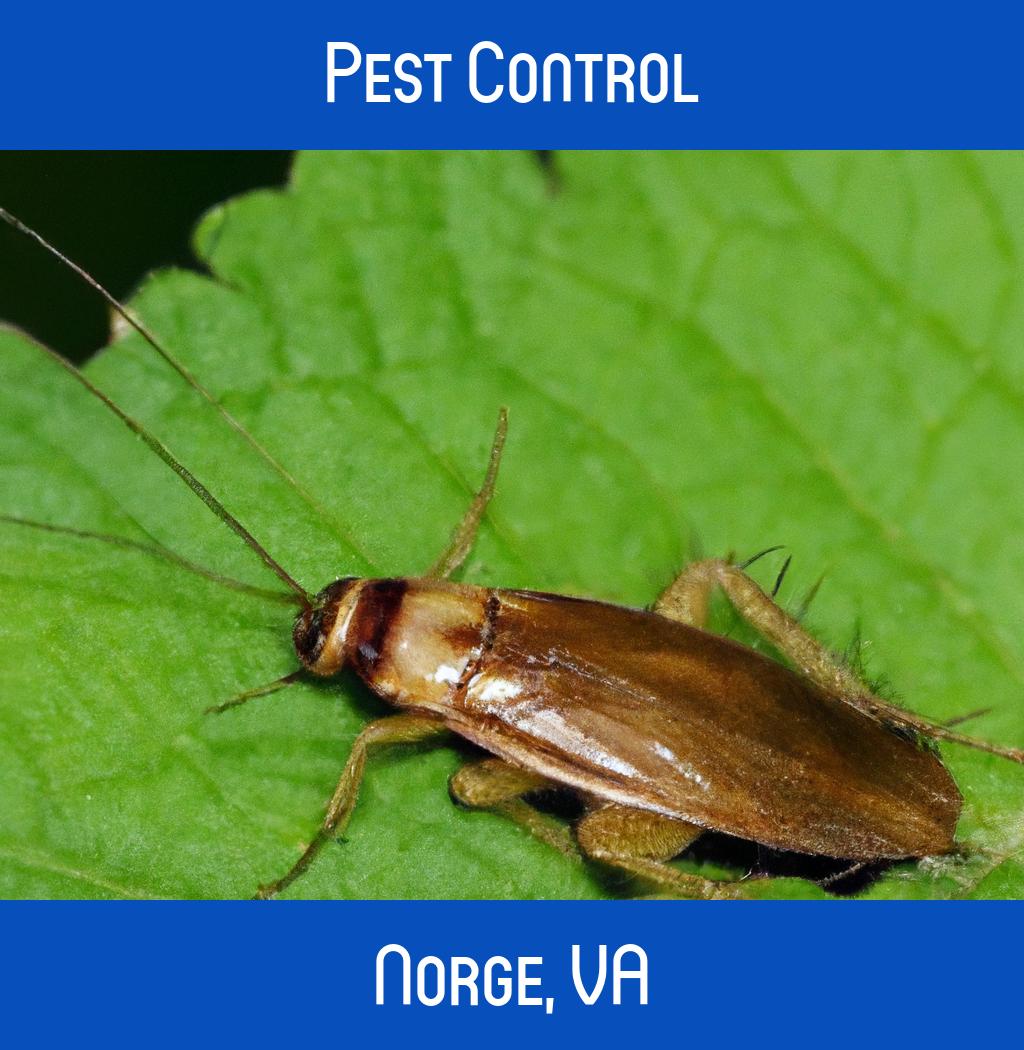 pest control in Norge Virginia