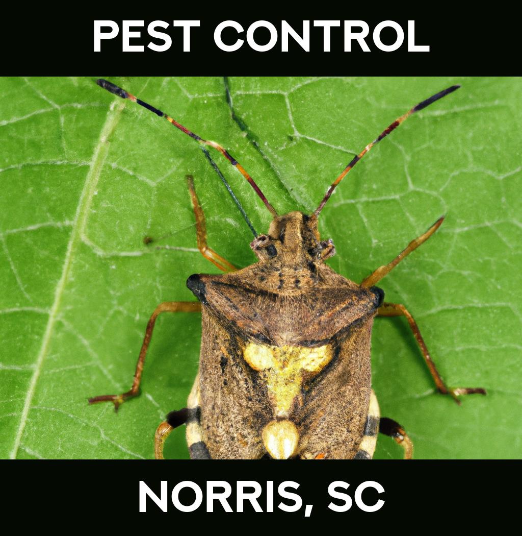 pest control in Norris South Carolina