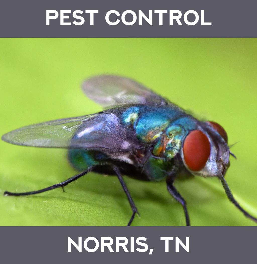 pest control in Norris Tennessee
