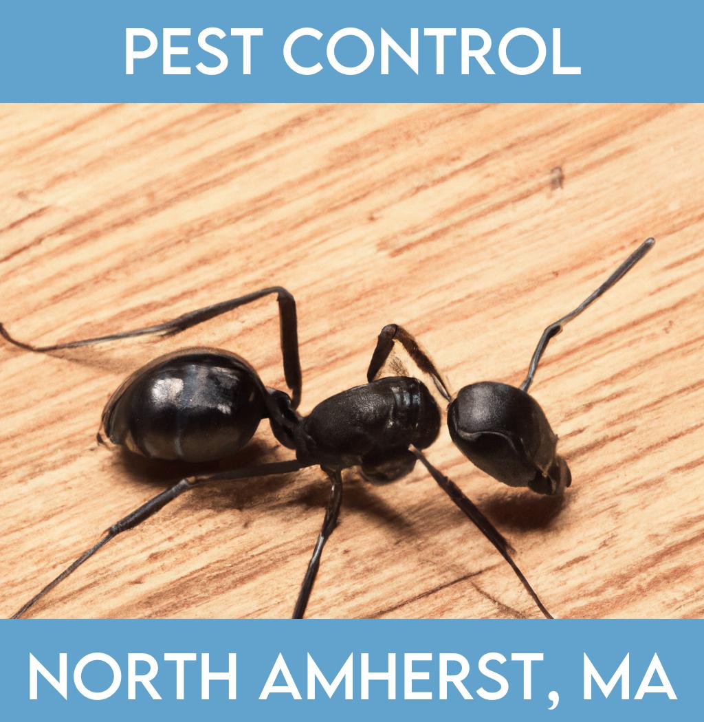 pest control in North Amherst Massachusetts