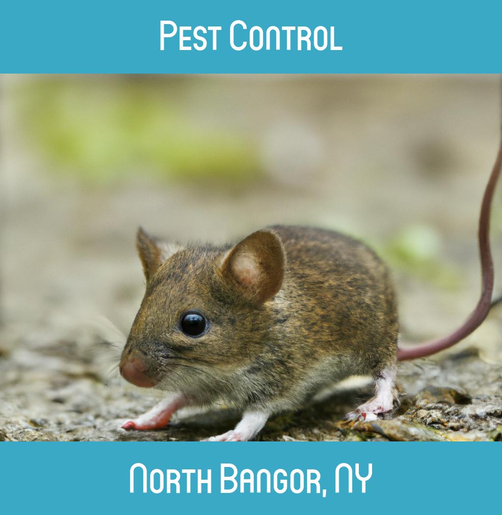 pest control in North Bangor New York