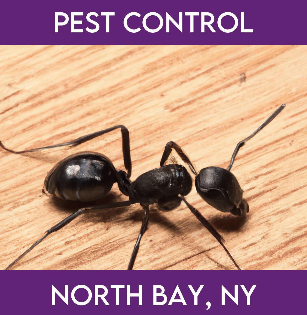 pest control in North Bay New York