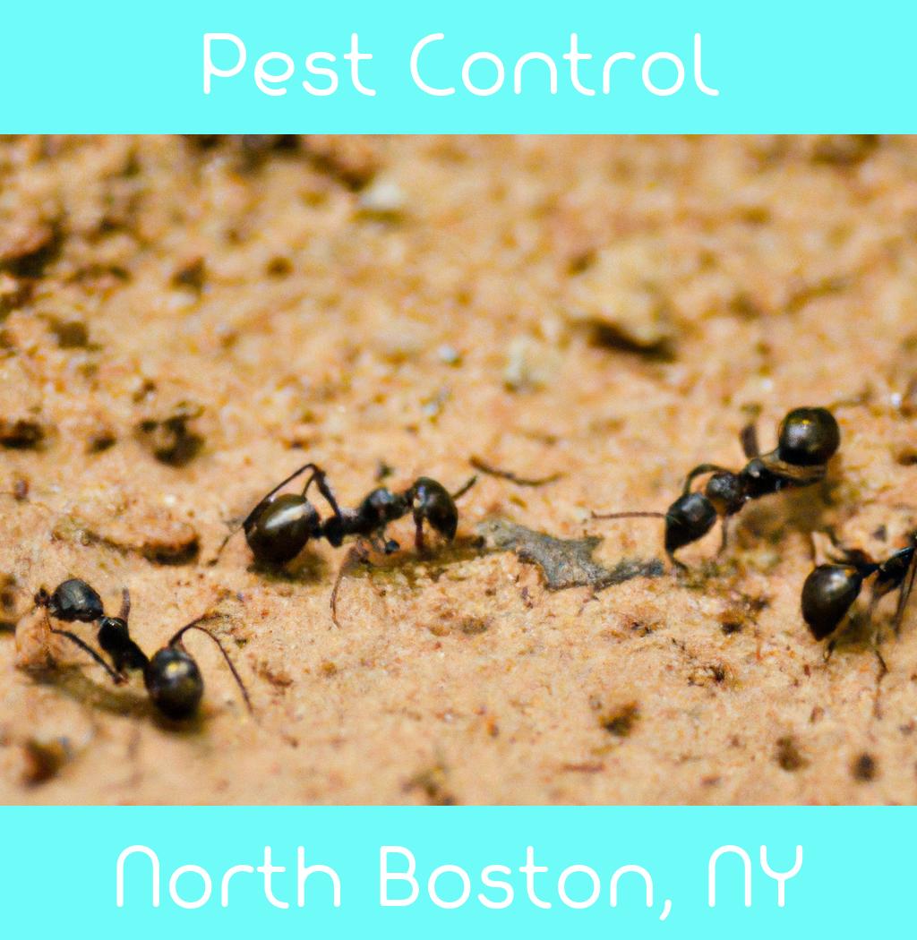 pest control in North Boston New York