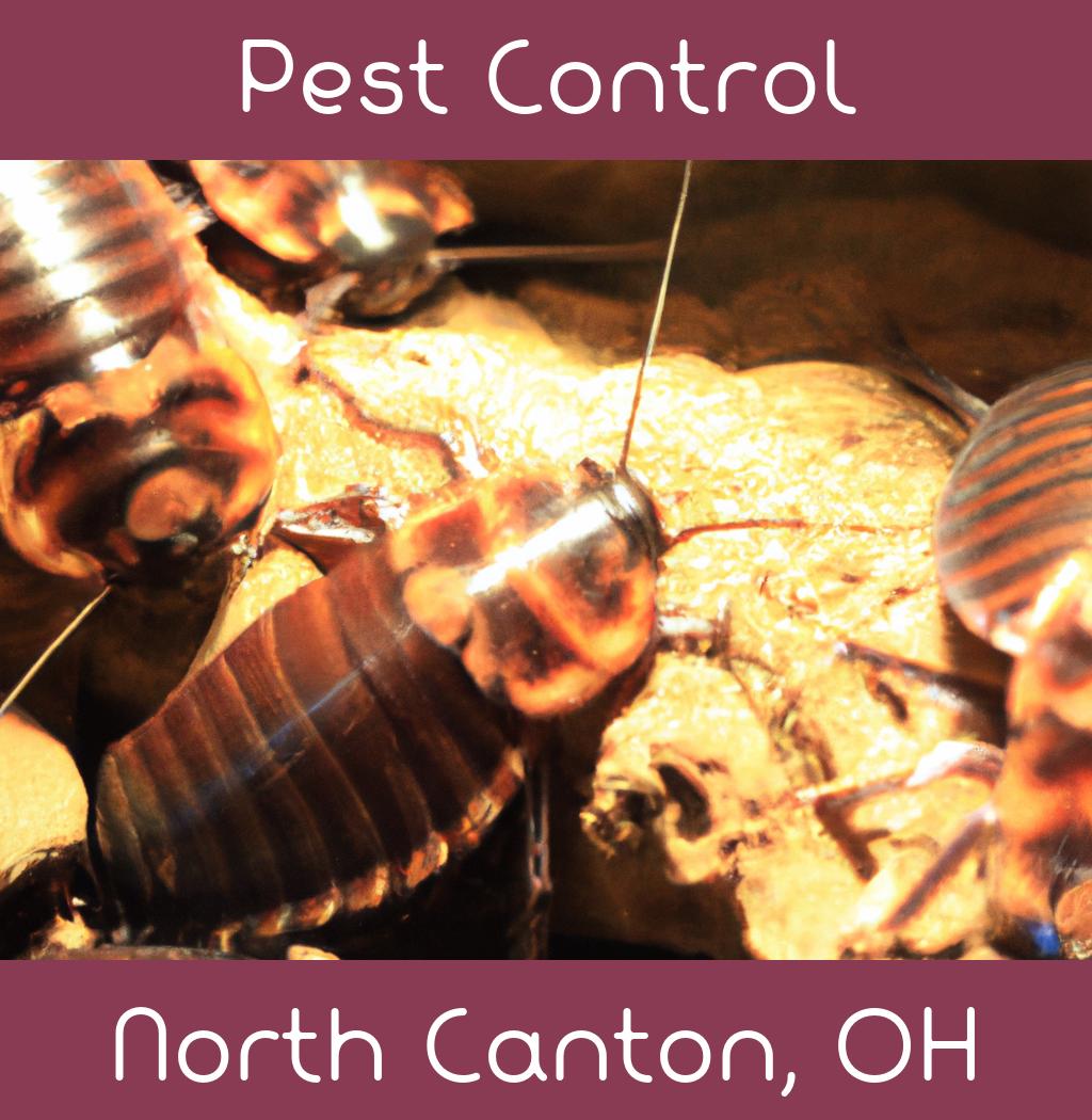 pest control in North Canton Ohio