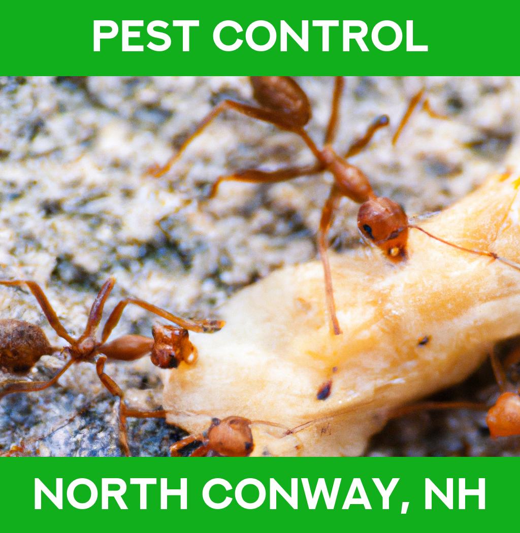 pest control in North Conway New Hampshire