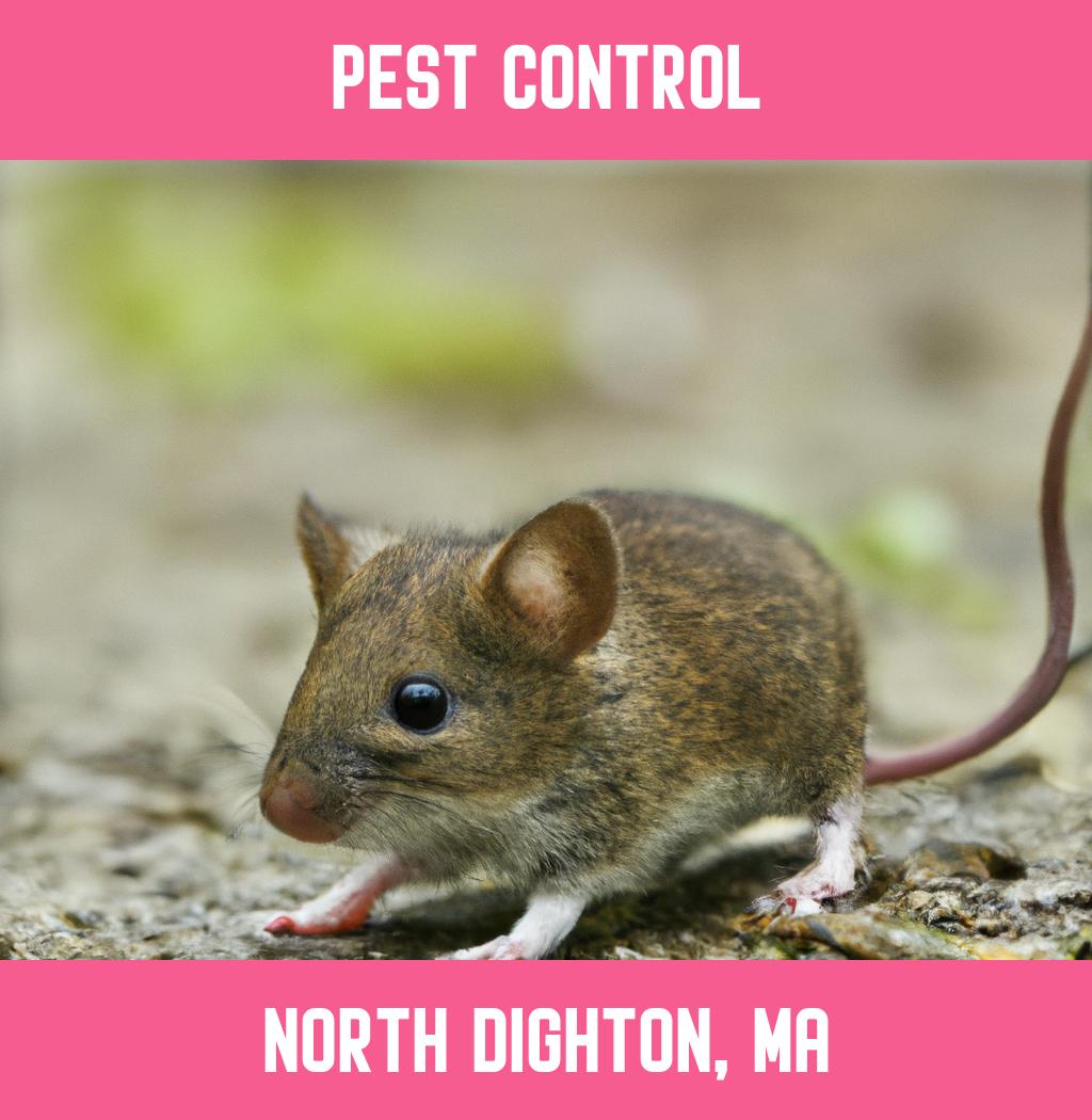pest control in North Dighton Massachusetts