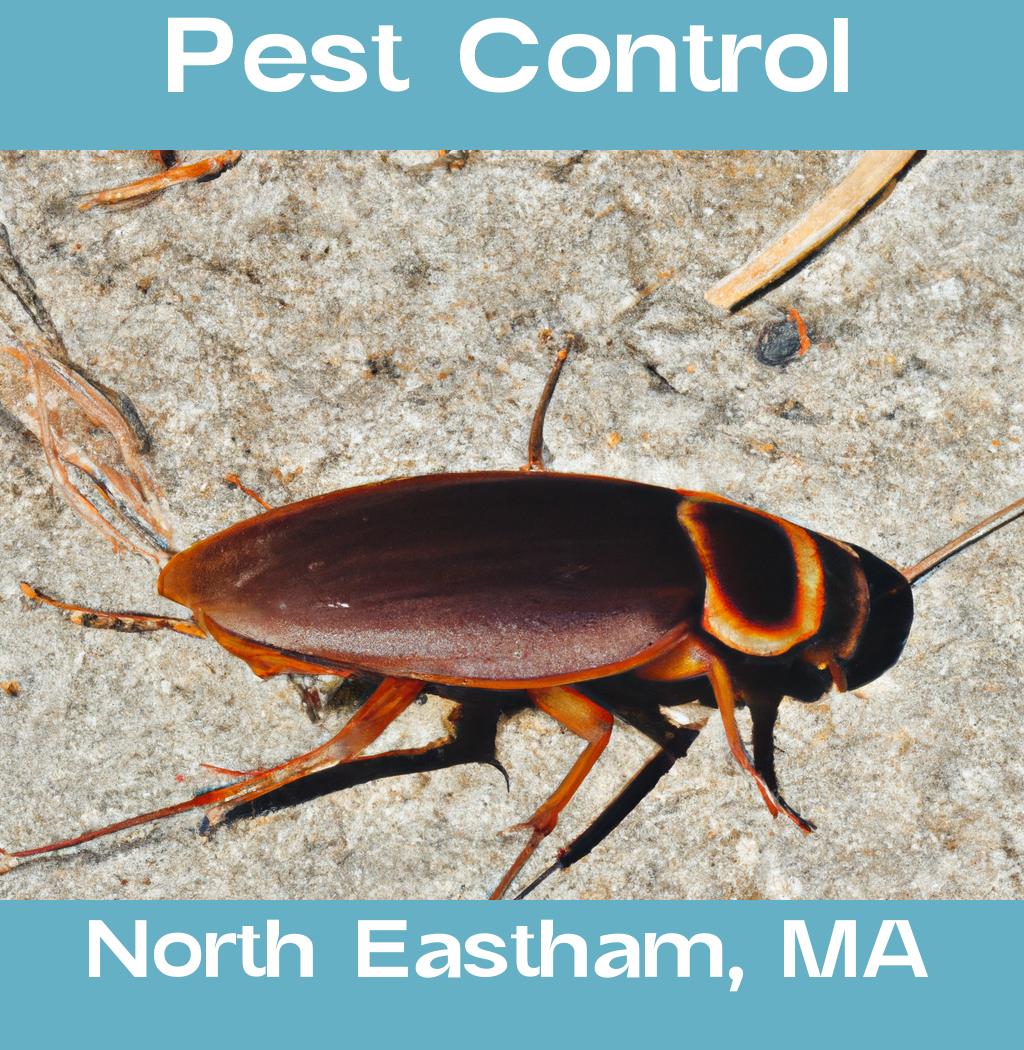 pest control in North Eastham Massachusetts