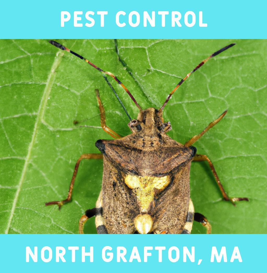 pest control in North Grafton Massachusetts