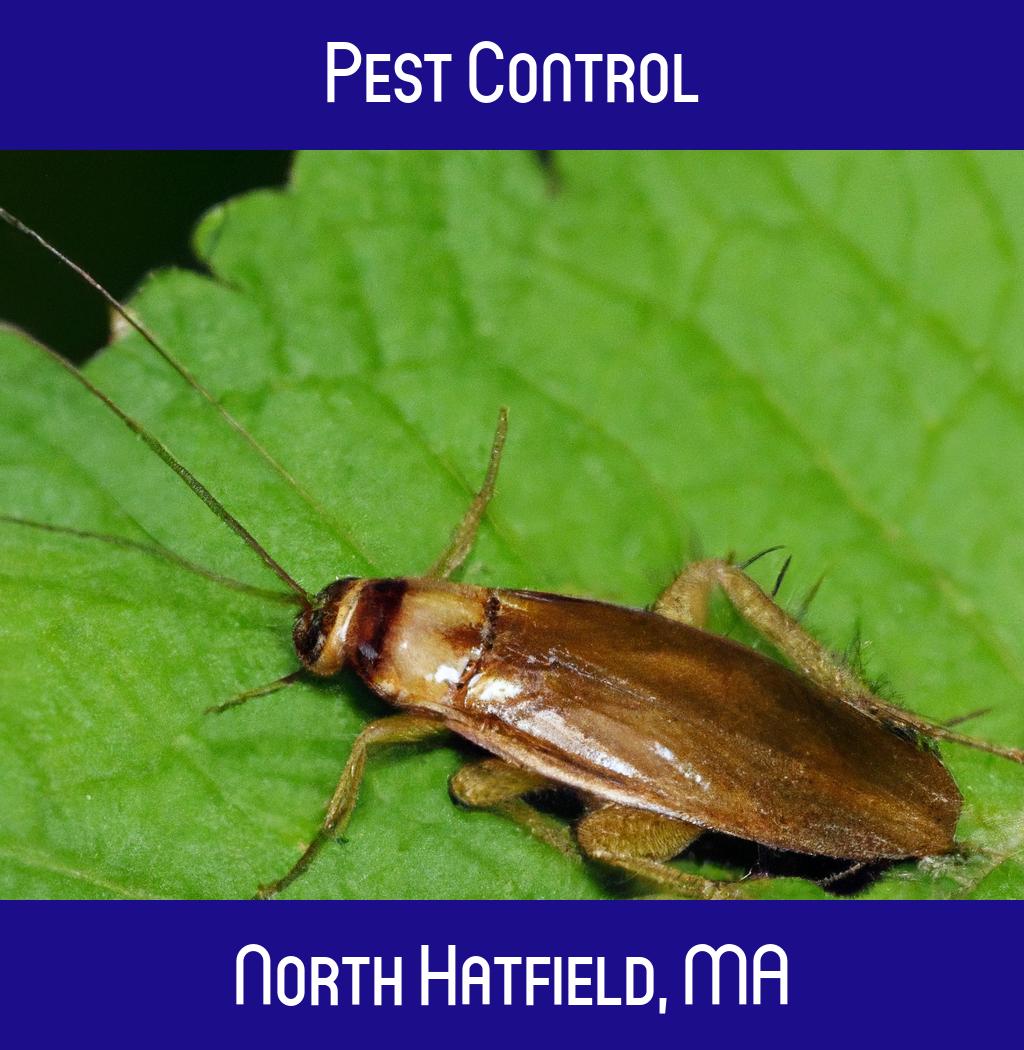 pest control in North Hatfield Massachusetts