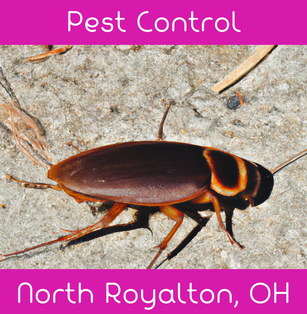 pest control in North Royalton Ohio