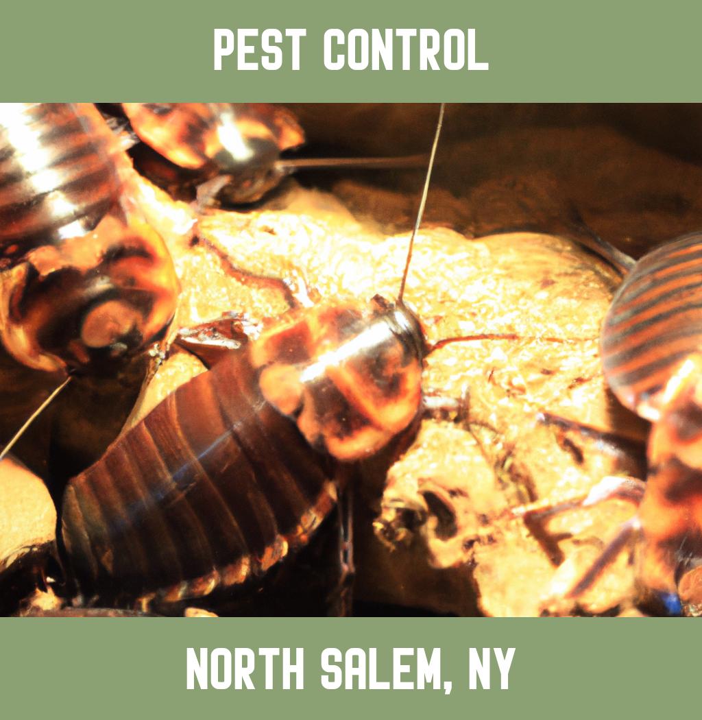 pest control in North Salem New York