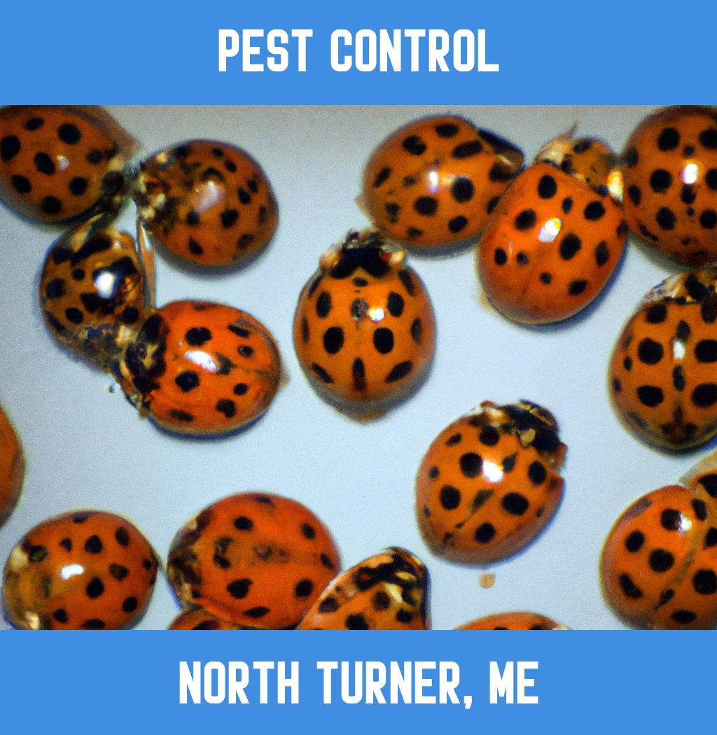 pest control in North Turner Maine