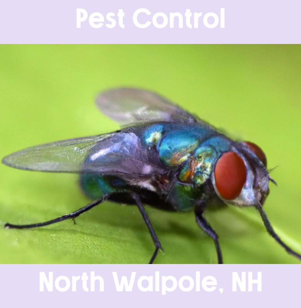 pest control in North Walpole New Hampshire