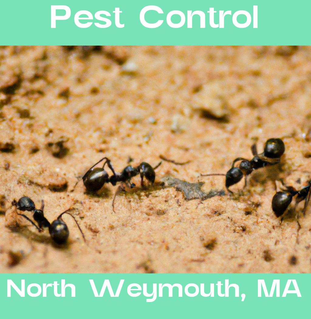 pest control in North Weymouth Massachusetts