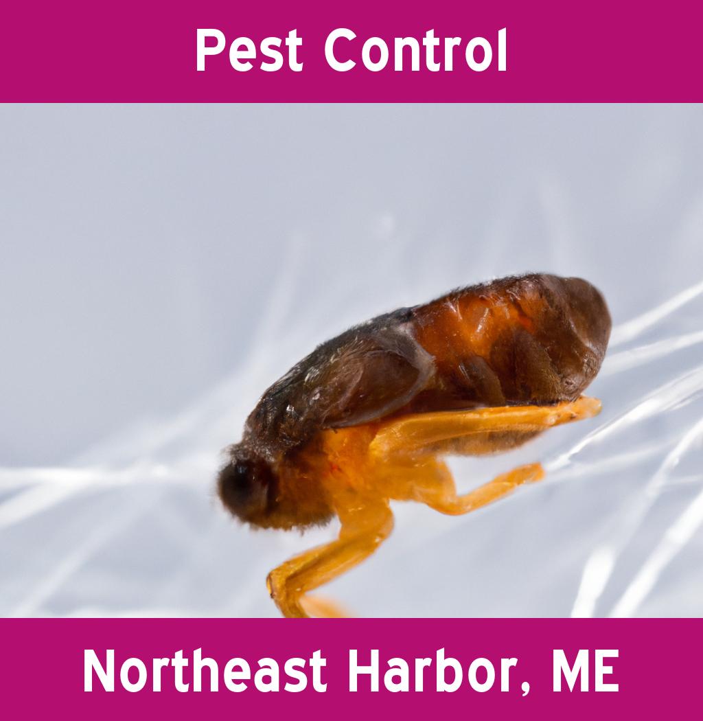 pest control in Northeast Harbor Maine
