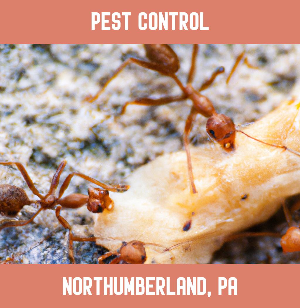 pest control in Northumberland Pennsylvania