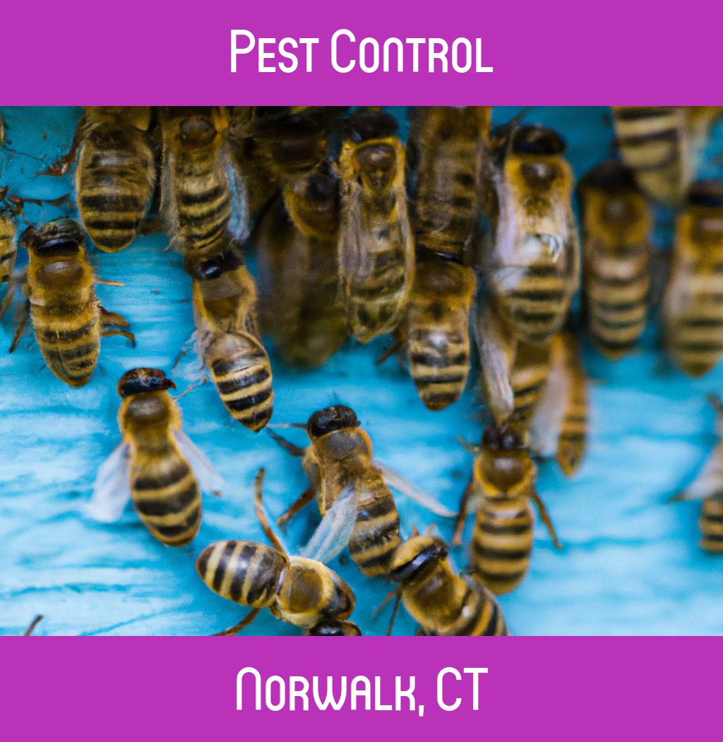 pest control in Norwalk Connecticut