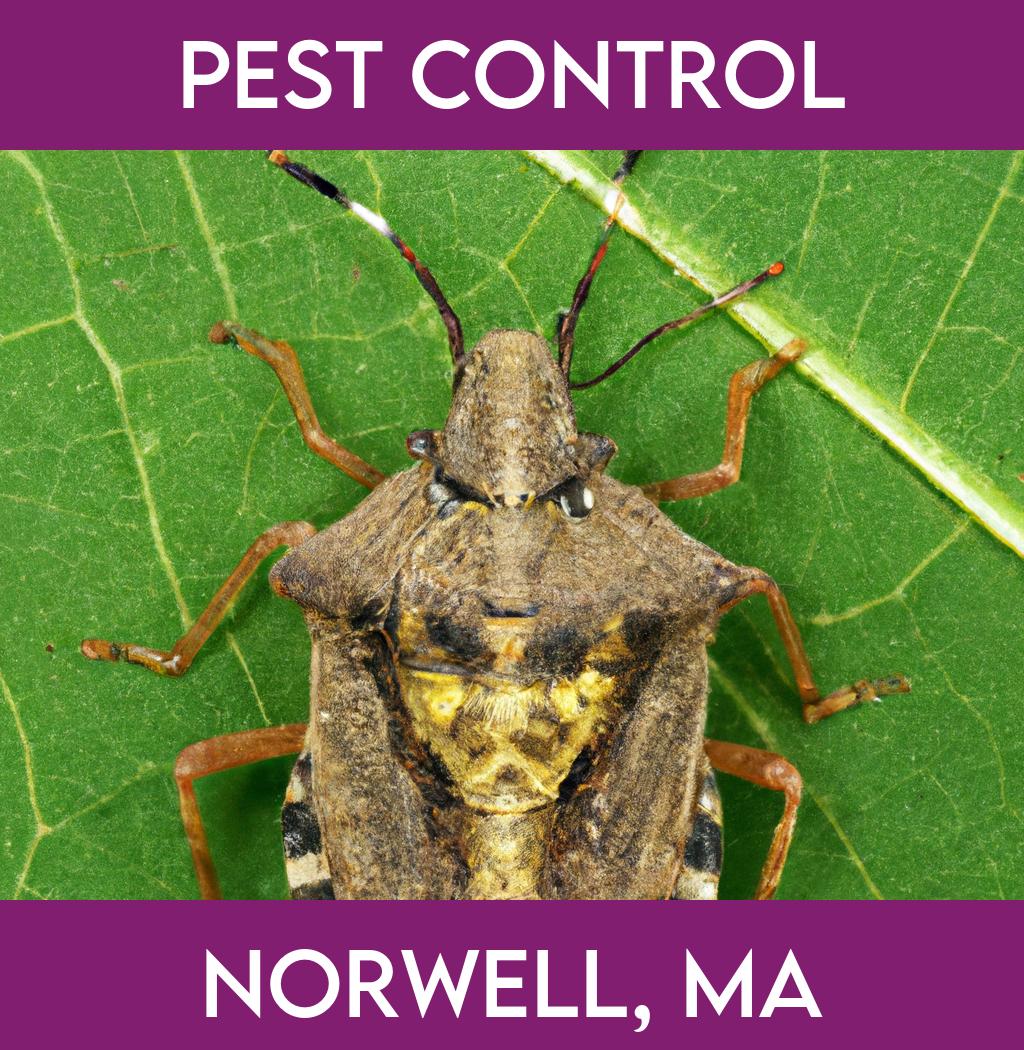 pest control in Norwell Massachusetts