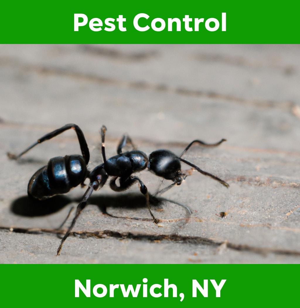 pest control in Norwich New York