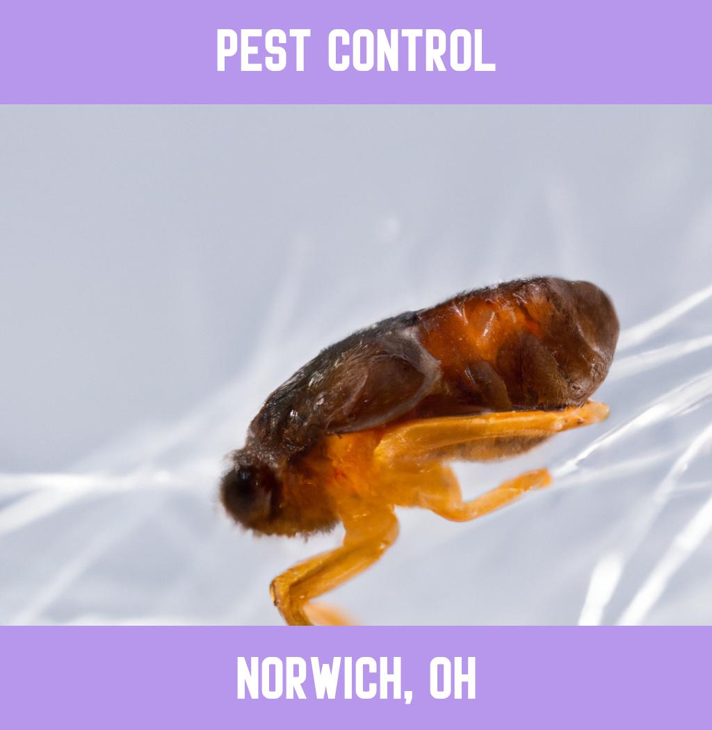 pest control in Norwich Ohio