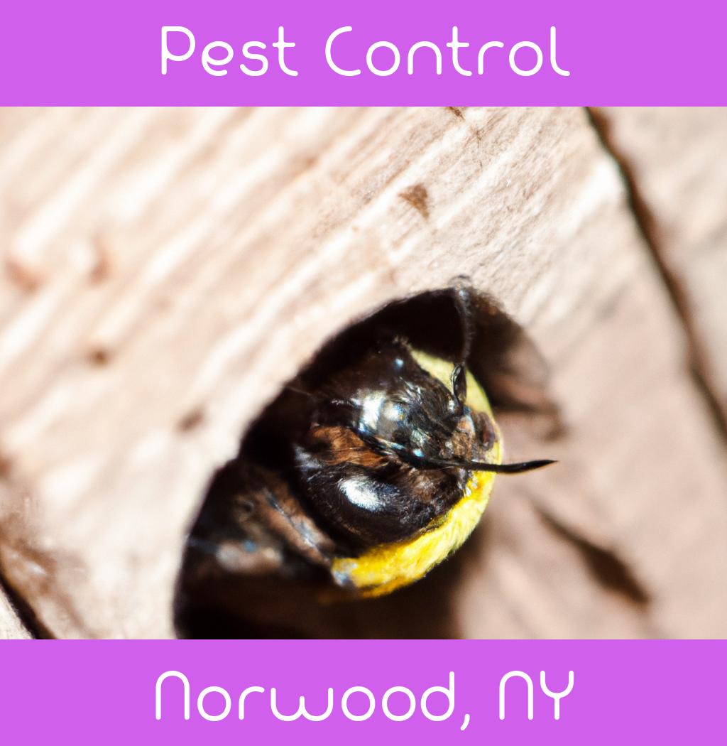 pest control in Norwood New York
