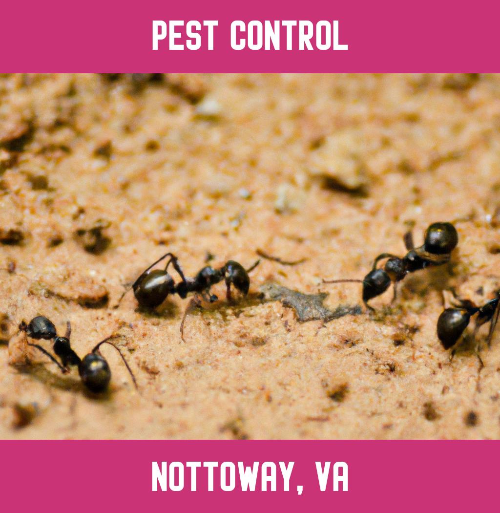 pest control in Nottoway Virginia