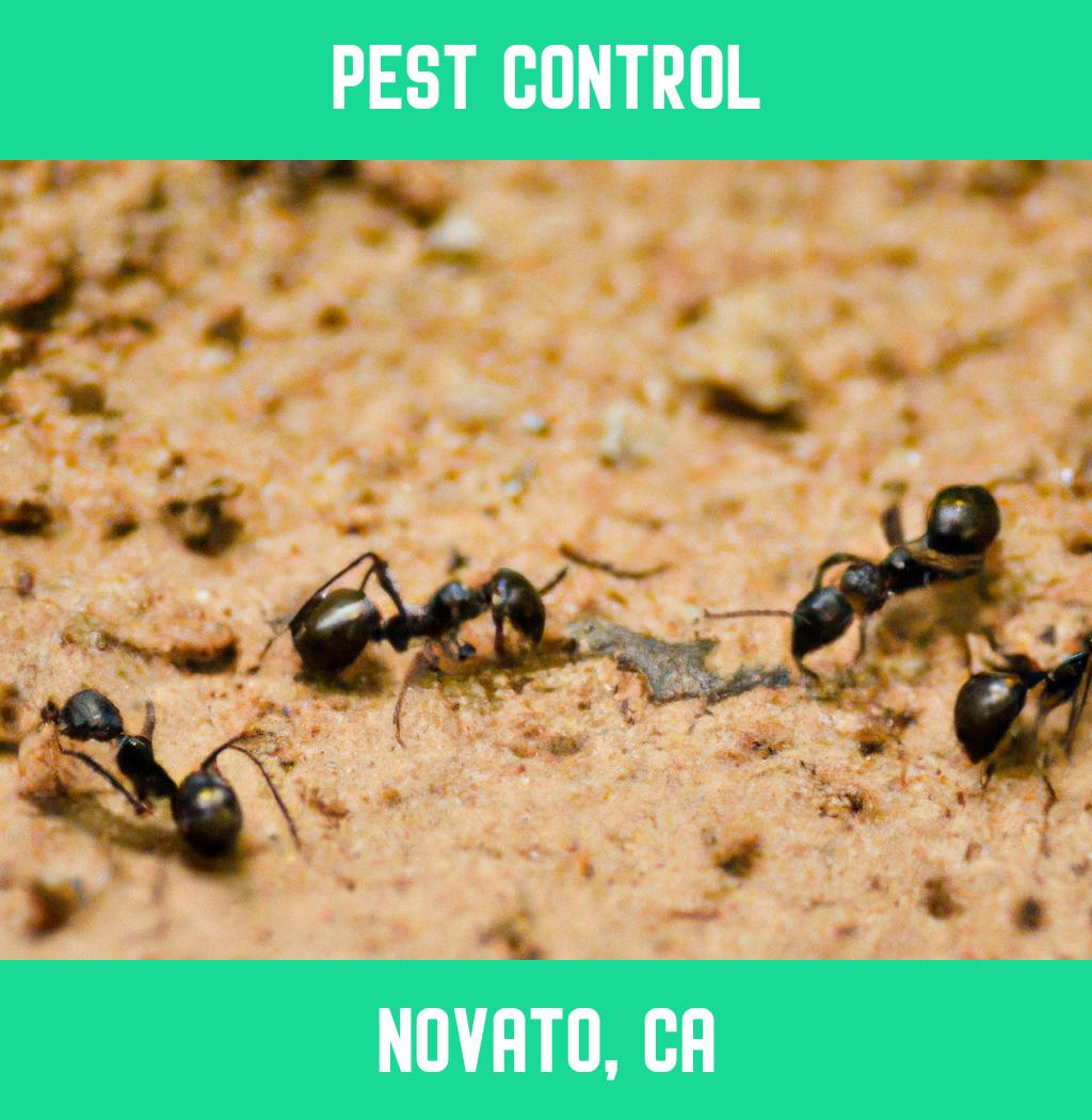 pest control in Novato California