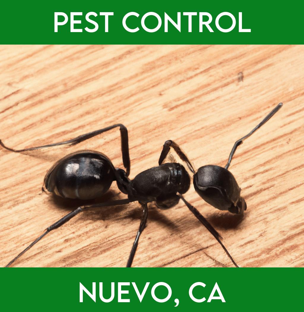 pest control in Nuevo California