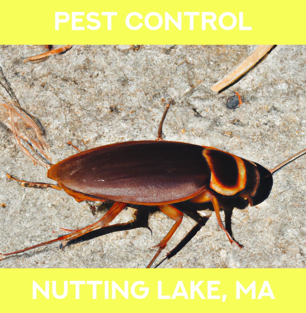pest control in Nutting Lake Massachusetts