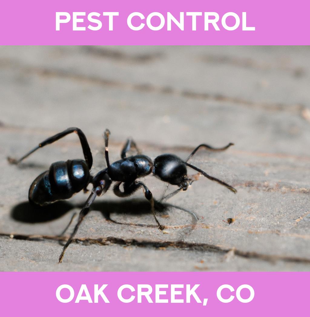 pest control in Oak Creek Colorado