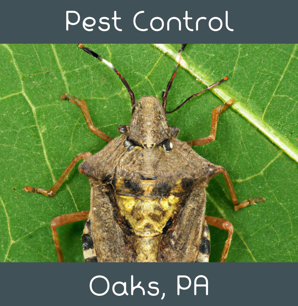 pest control in Oaks Pennsylvania