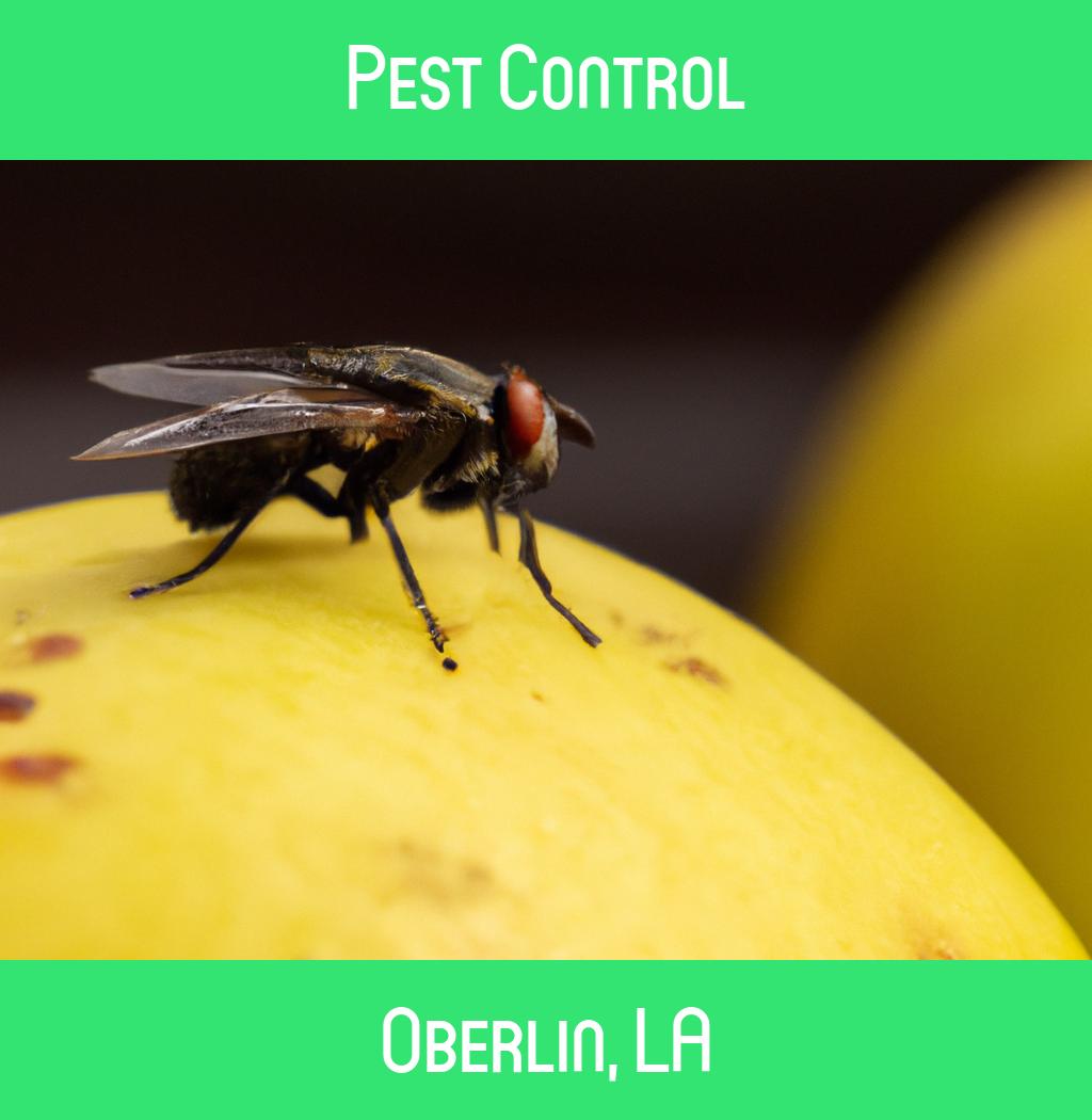 pest control in Oberlin Louisiana