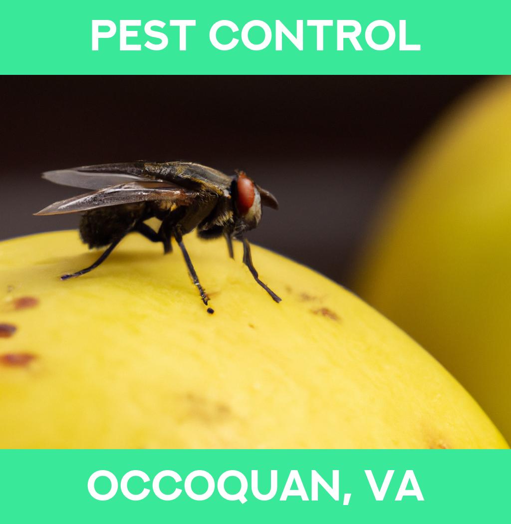 pest control in Occoquan Virginia
