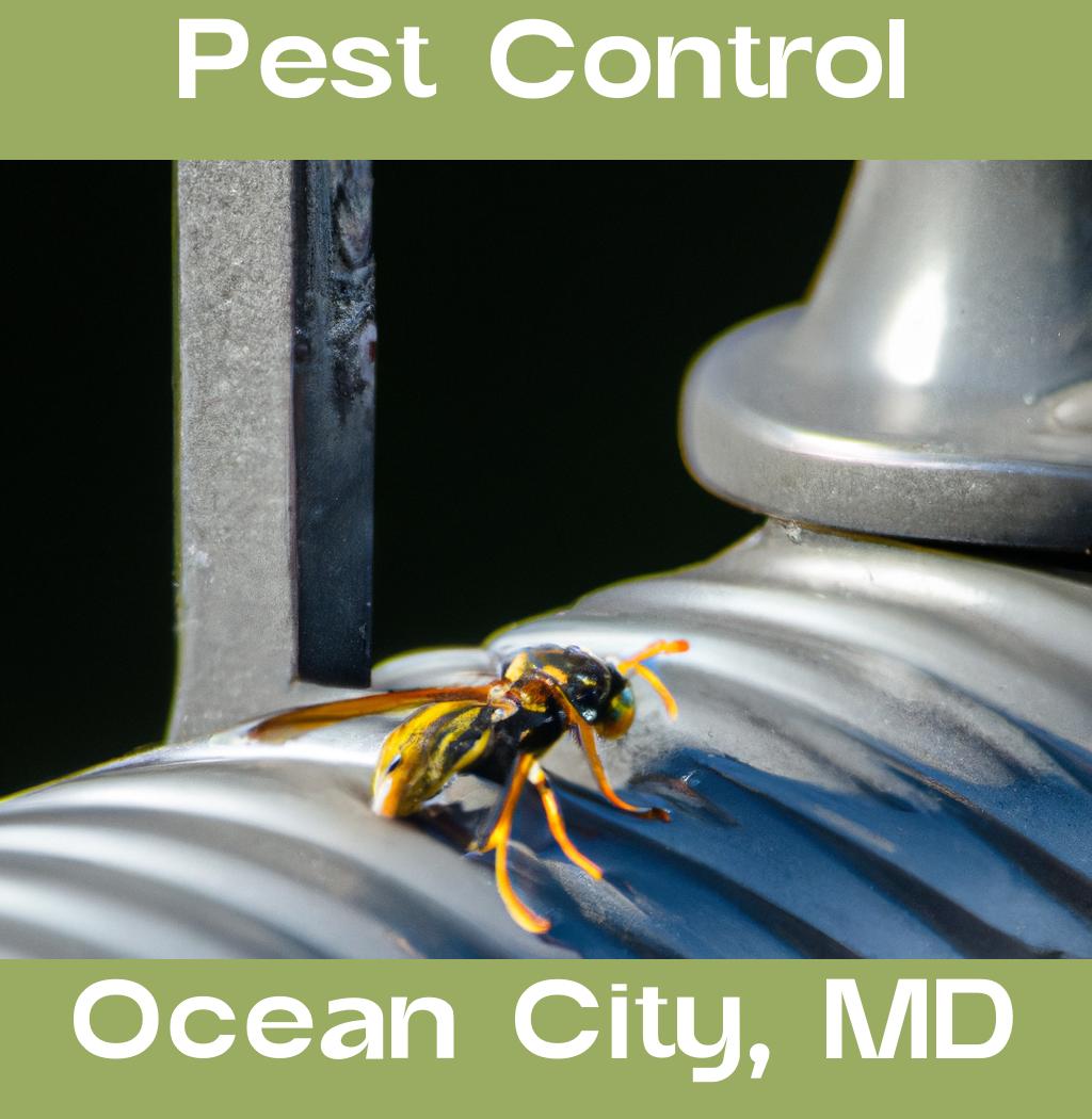 pest control in Ocean City Maryland