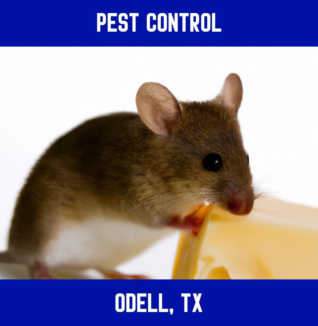pest control in Odell Texas