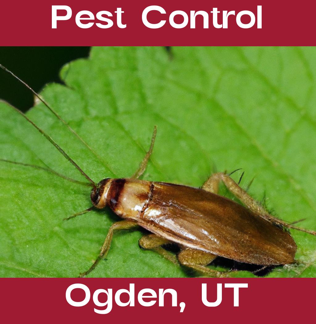 pest control in Ogden Utah