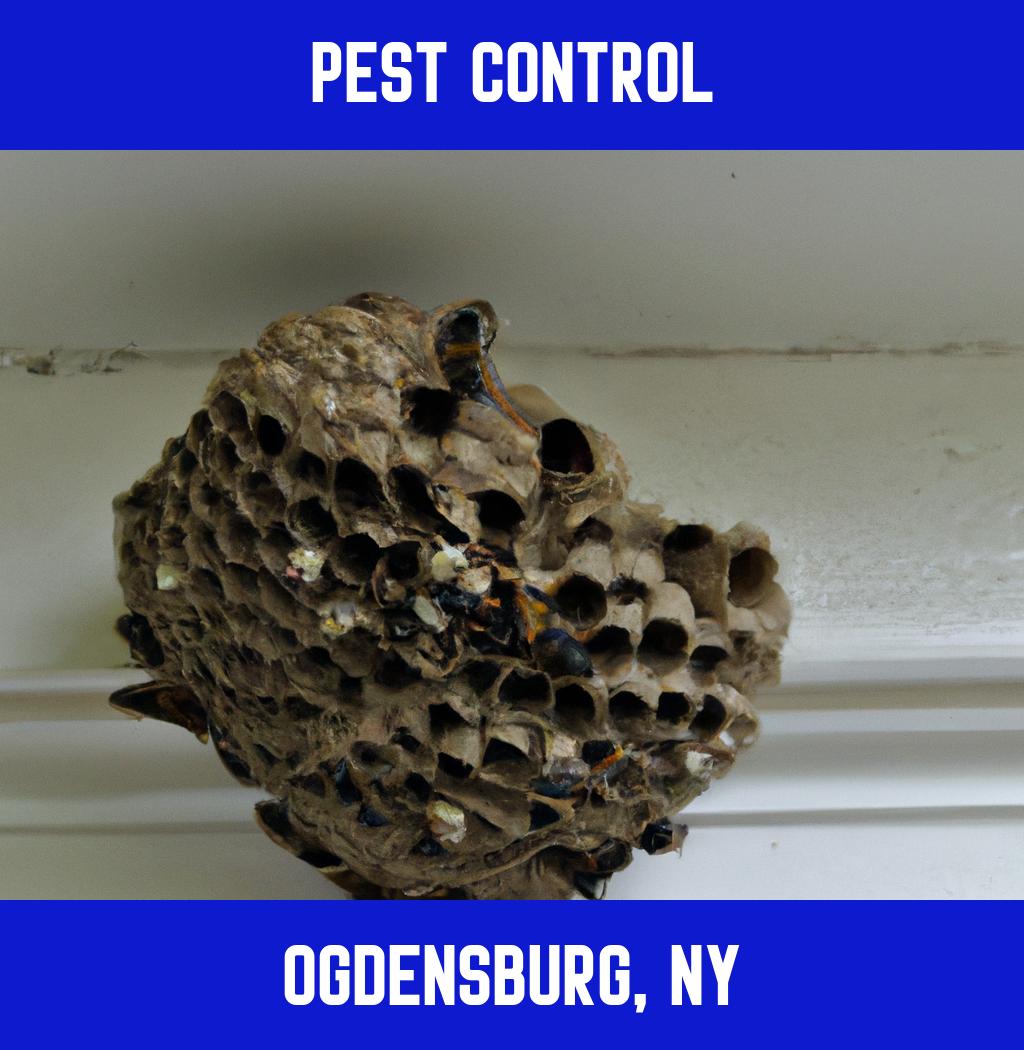 pest control in Ogdensburg New York