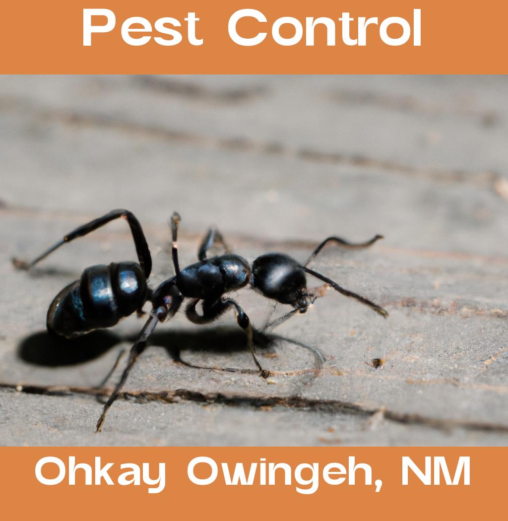 pest control in Ohkay Owingeh New Mexico