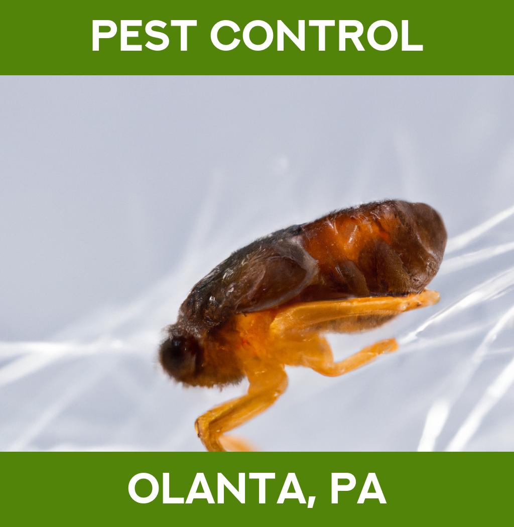 pest control in Olanta Pennsylvania