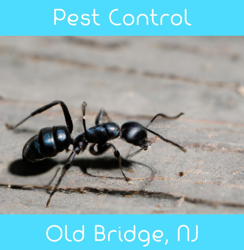 pest control in Old Bridge New Jersey