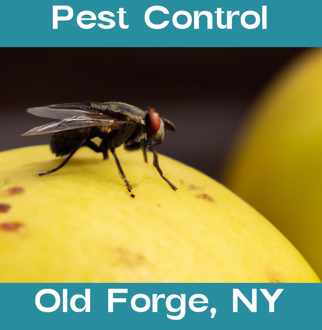 pest control in Old Forge New York