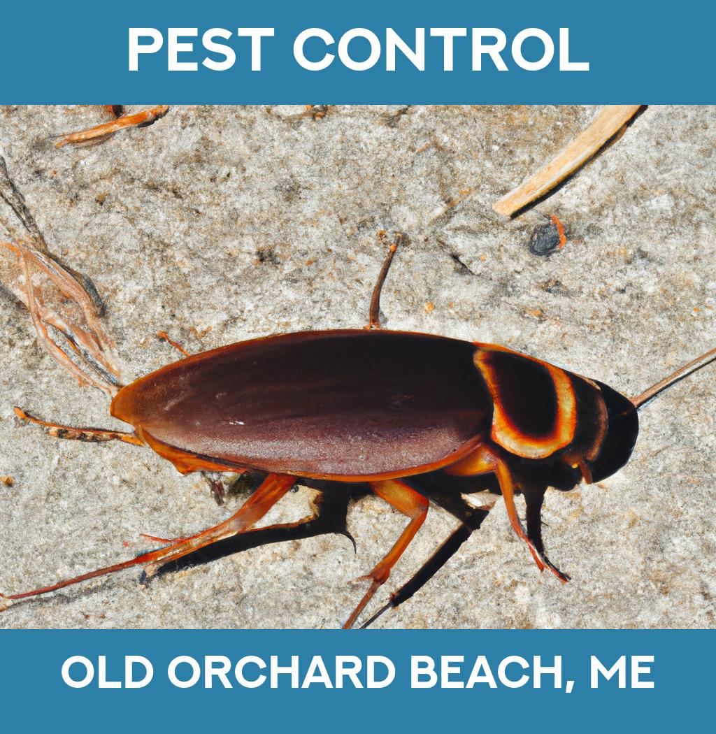pest control in Old Orchard Beach Maine