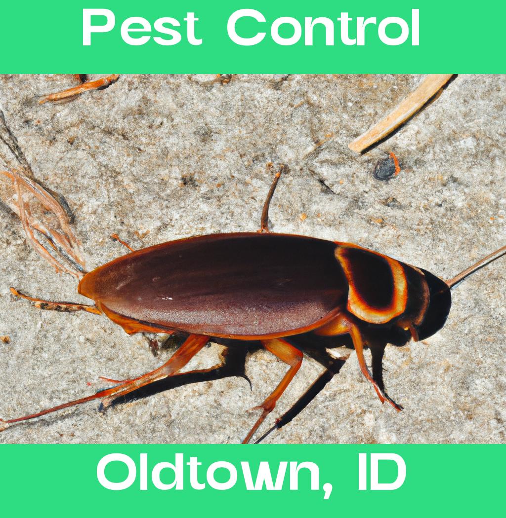 pest control in Oldtown Idaho