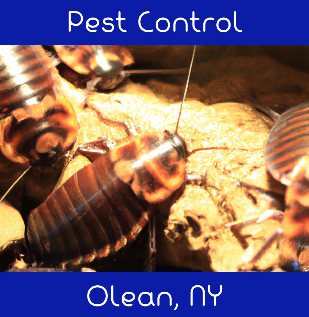 pest control in Olean New York