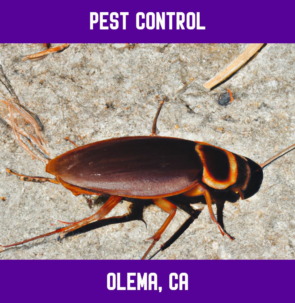 pest control in Olema California