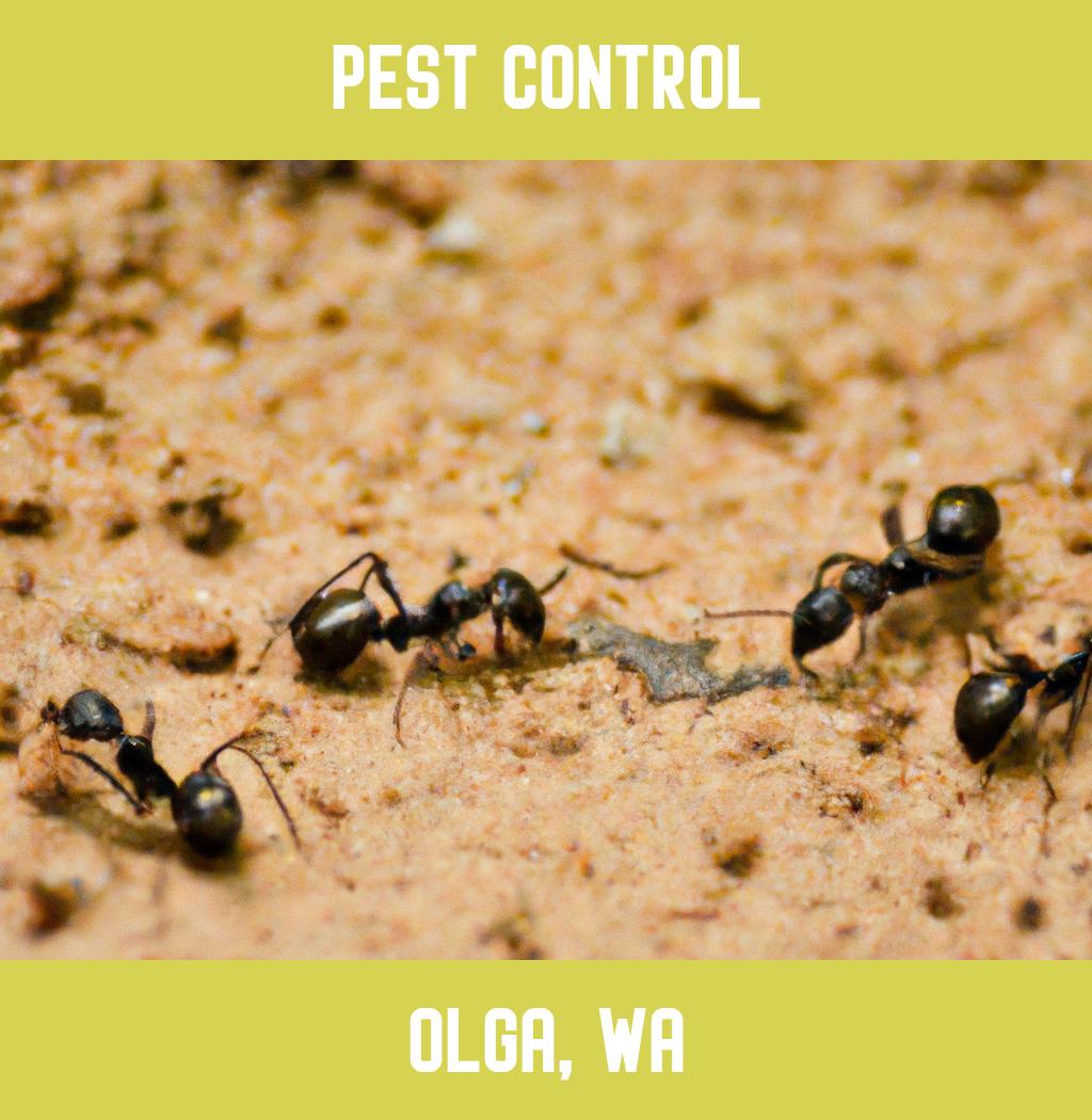 pest control in Olga Washington