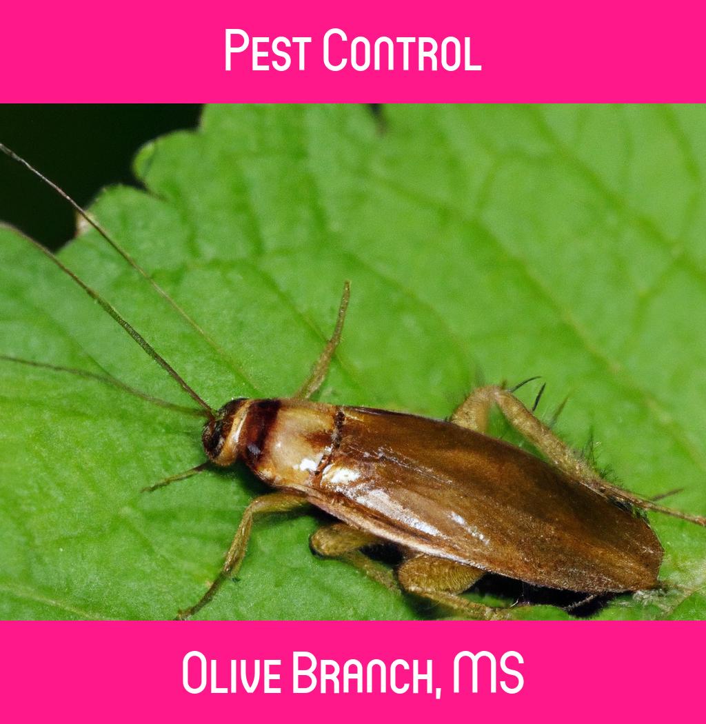 pest control in Olive Branch Mississippi